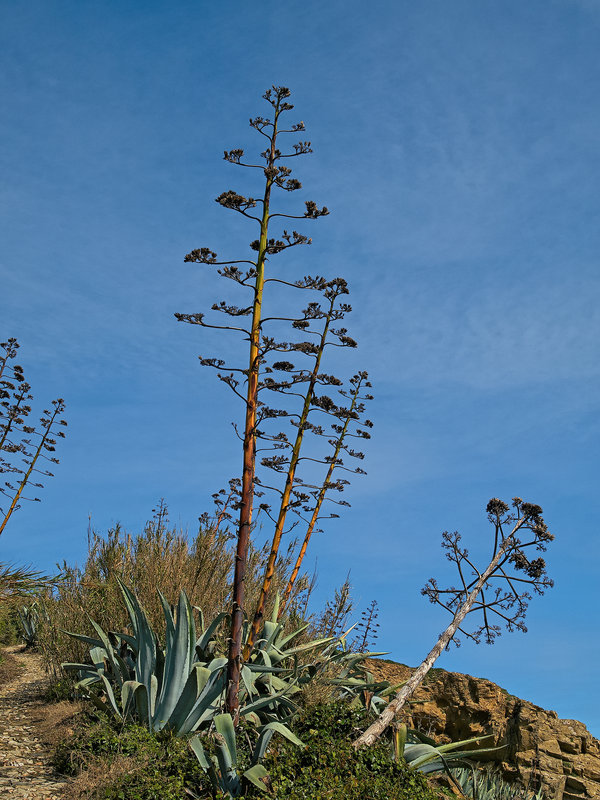 Pillars of Hercules, Agave